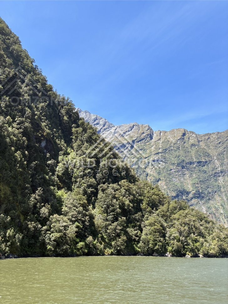 Forested shoreline beneath Fiordland ridges, Milford Sound, New Zealand
