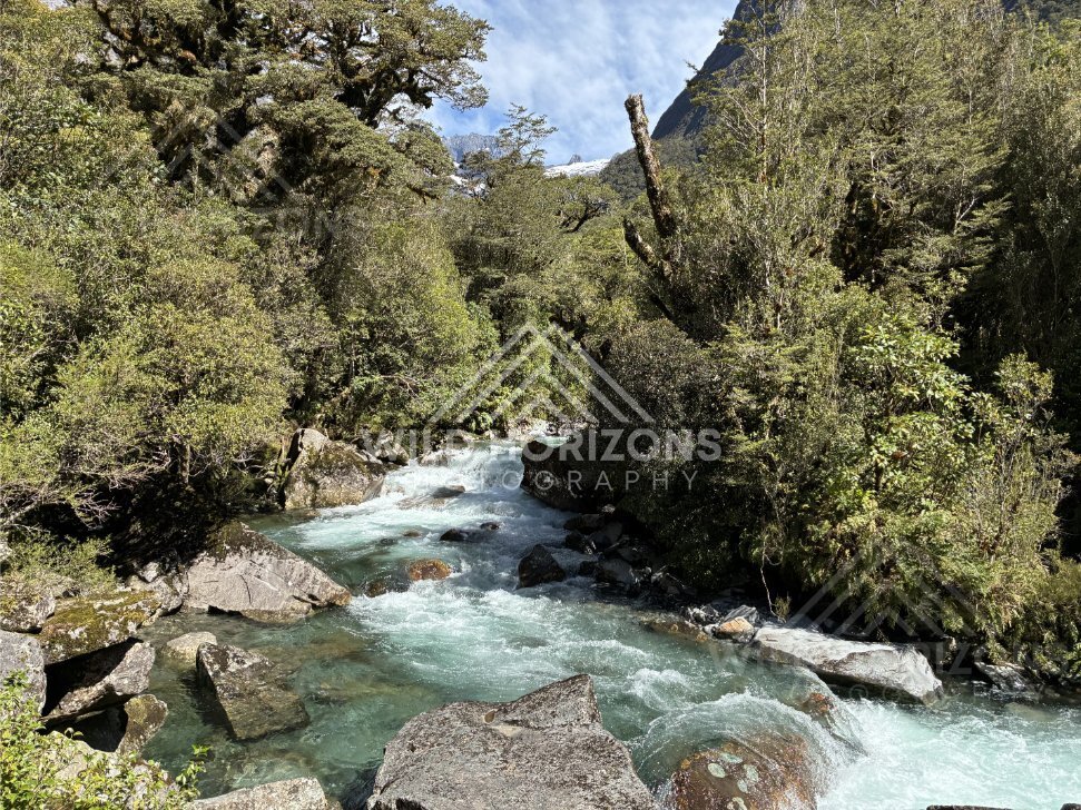 Clear River Bending Through Mossy Bush. New Zealand
