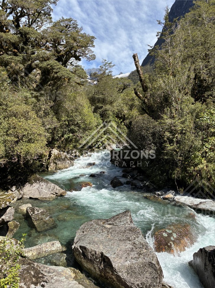 Fast Flowing Stream with Overhanging Trees. New Zealand