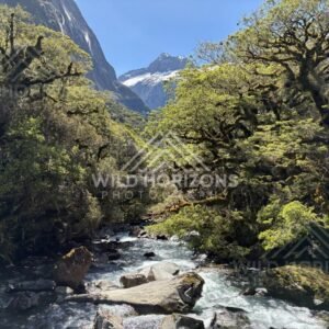 Sunlit Bush and River Beneath Alpine Slopes. New Zealand