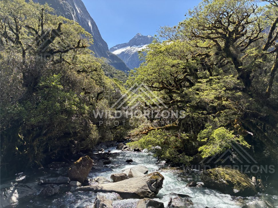Sunlit Bush and River Beneath Alpine Slopes. New Zealand