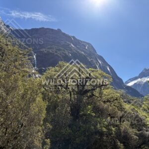 Forest Canopy and Sheer Rock Wall Under Bright Sky. New Zealand