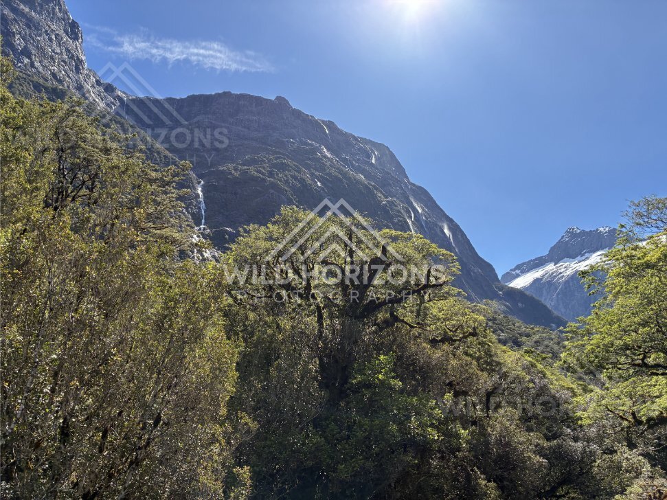 Forest Canopy and Sheer Rock Wall Under Bright Sky. New Zealand