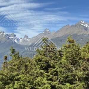 Native Bush and Mountain Ranges on Milford Road New Zealand