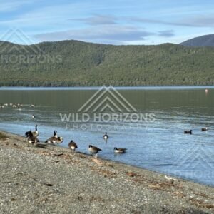 Lakeshore and Birdlife on Lake Te Anau New Zealand