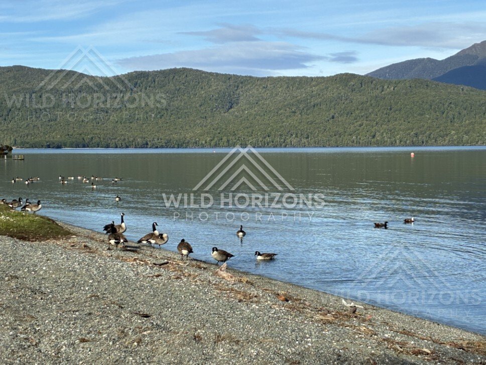 Lakeshore and Birdlife on Lake Te Anau New Zealand