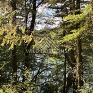 Native forest with moss-covered trunks and filtered light. Manapouri, New Zealand.