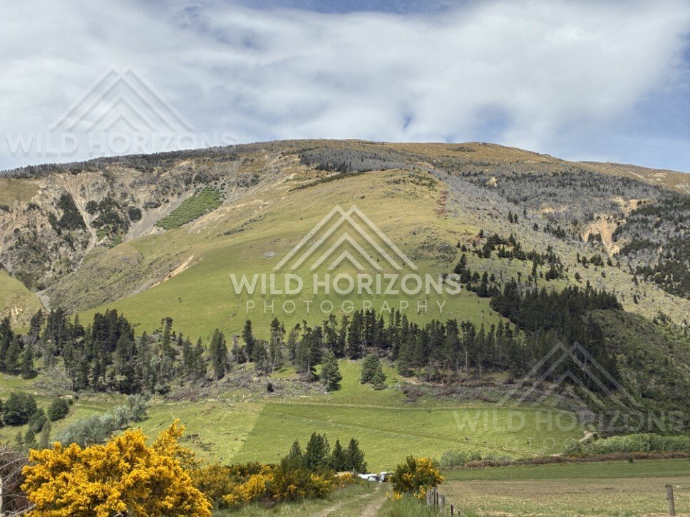 Rolling green hills and scattered trees. Rural Southland, New Zealand.