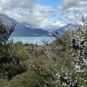 Lakeside vegetation framing mountain and lake view. Glenorchy, New Zealand.