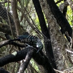 Native forest with twisting branches and filtered light. Ulva Island, New Zealand.