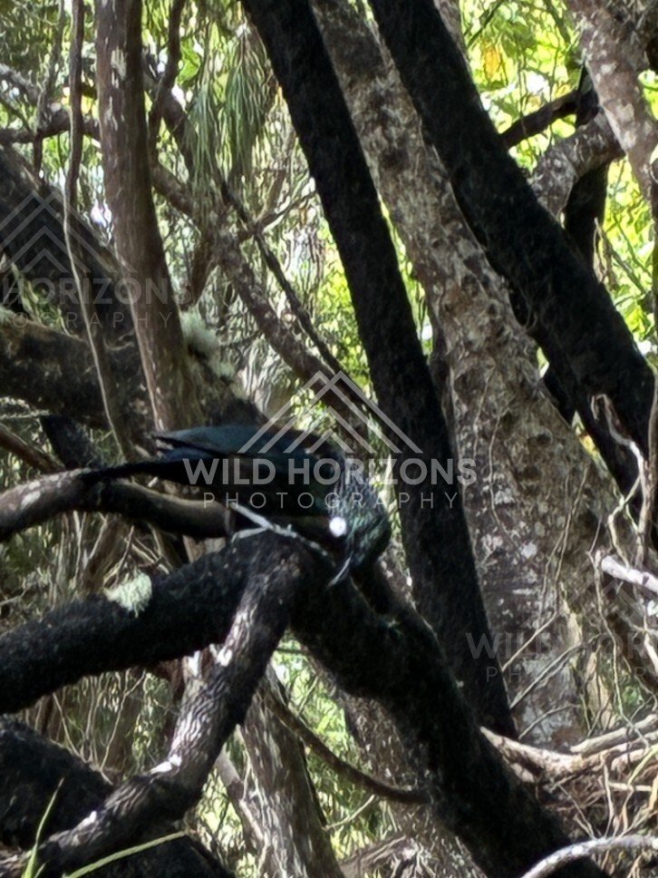 Native forest with twisting branches and filtered light. Ulva Island, New Zealand.