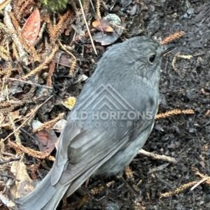 Small native bird foraging on forest floor. Ulva Island, New Zealand.