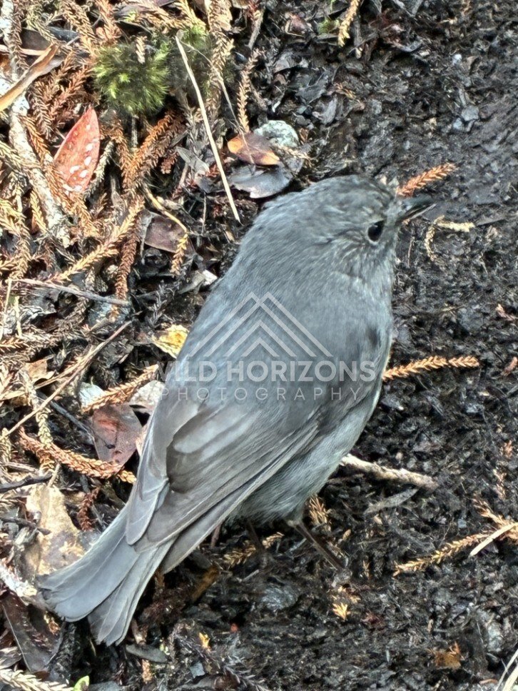 Small native bird foraging on forest floor. Ulva Island, New Zealand.
