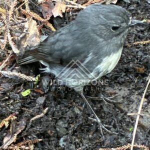 Rifleman on forest floor among leaves. Ulva Island, New Zealand.