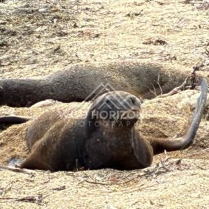 New Zealand sea lion resting on sandy ground. Ulva Island, New Zealand.