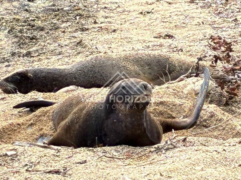 New Zealand sea lion resting on sandy ground. Ulva Island, New Zealand.