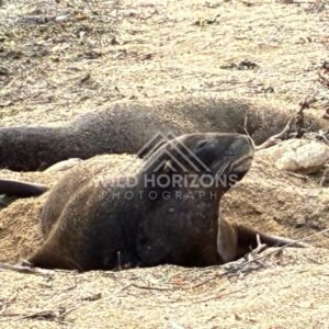 New Zealand sea lion resting on sandy ground. Ulva Island, New Zealand.