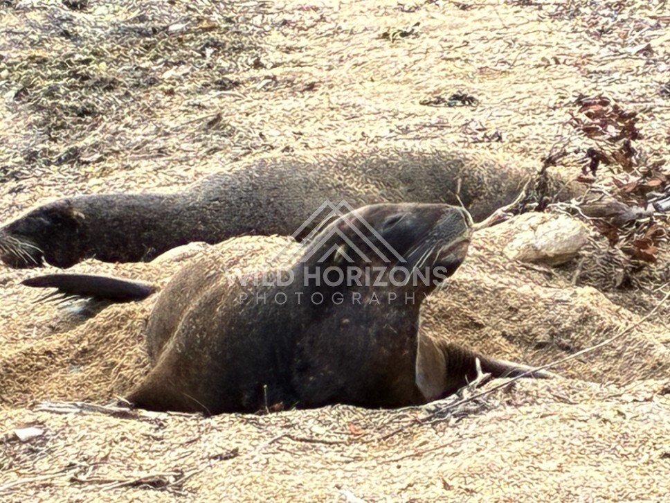New Zealand sea lion resting on sandy ground. Ulva Island, New Zealand.