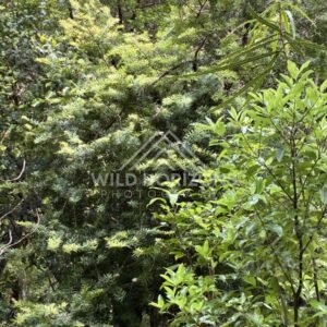 Dense native forest foliage and branches. Ulva Island, New Zealand.