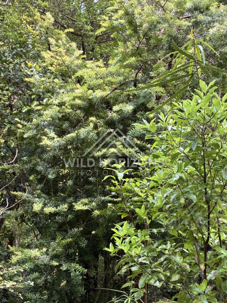 Dense native forest foliage and branches. Ulva Island, New Zealand.
