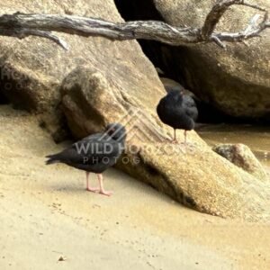 Two variable oystercatchers beside coastal rocks. Ulva Island, New Zealand.