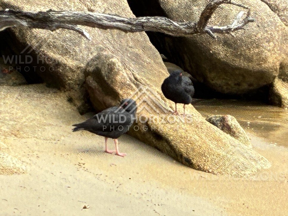 Two variable oystercatchers beside coastal rocks. Ulva Island, New Zealand.