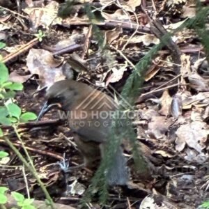 South Island saddleback among leaf litter. Ulva Island, New Zealand.