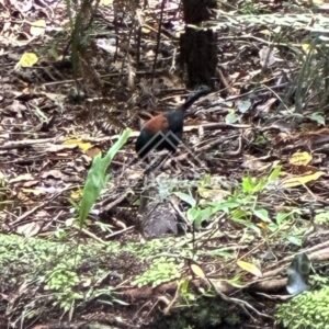 South Island saddleback among low forest plants. Ulva Island, New Zealand.