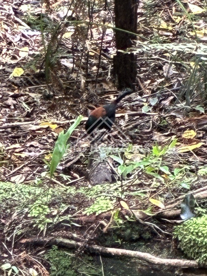 South Island saddleback among low forest plants. Ulva Island, New Zealand.