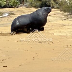 New Zealand sea lion walking across sandy beach. Ulva Island, New Zealand.