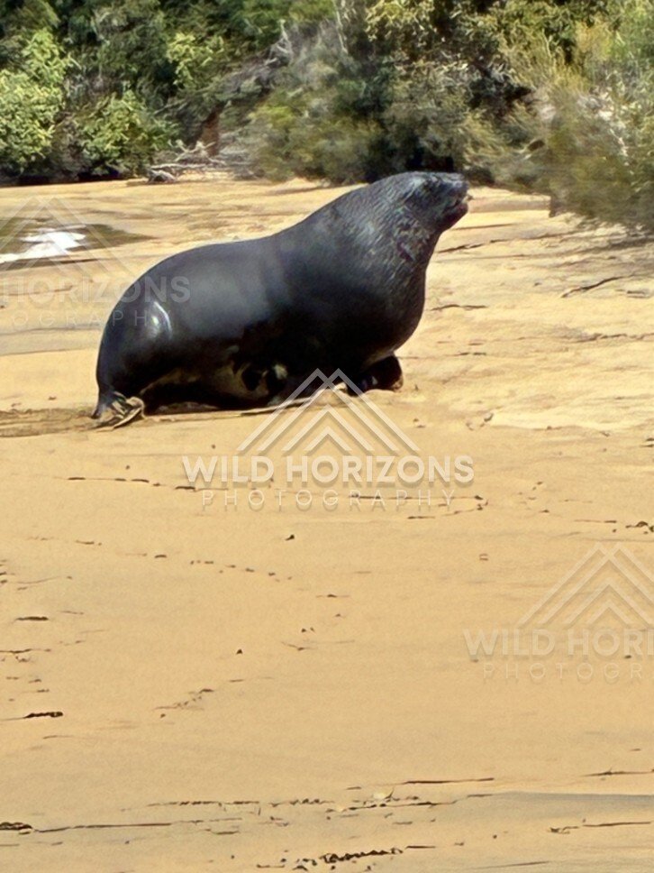 New Zealand sea lion walking across sandy beach. Ulva Island, New Zealand.