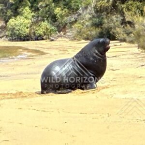 New Zealand sea lion resting upright on sand. Ulva Island, New Zealand.