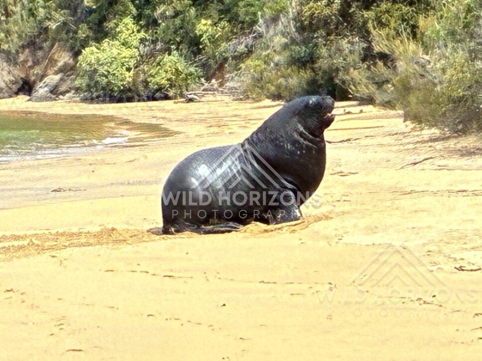 New Zealand sea lion resting upright on sand. Ulva Island, New Zealand.