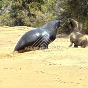 New Zealand sea lion interacting with pup on beach. Ulva Island, New Zealand.