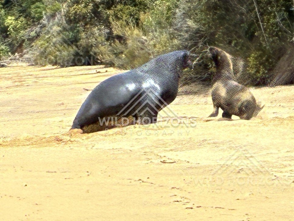 New Zealand sea lion interacting with pup on beach. Ulva Island, New Zealand.