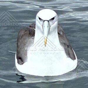 Buller's albatross floating on ocean surface. Paterson Inlet, New Zealand.
