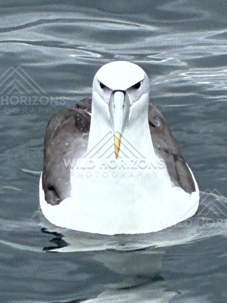 Buller's albatross floating on ocean surface. Paterson Inlet, New Zealand.
