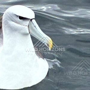 White-capped albatross resting on calm water. Paterson Inlet, New Zealand.