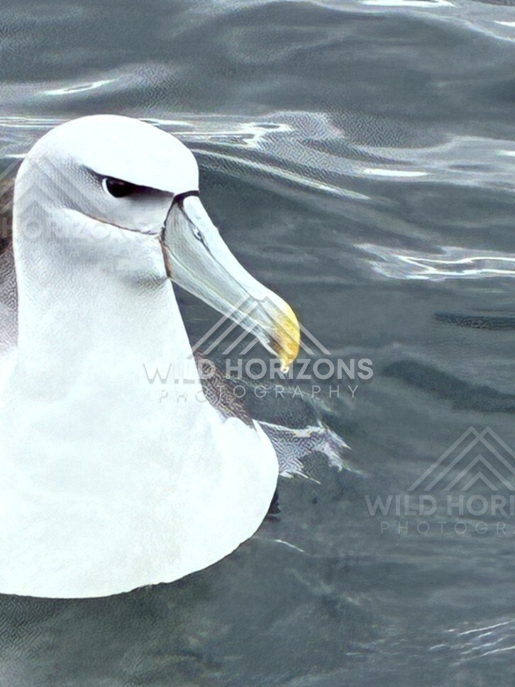 White-capped albatross resting on calm water. Paterson Inlet, New Zealand.