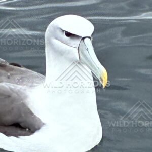 Buller's albatross floating on grey ocean water. Paterson Inlet, New Zealand.