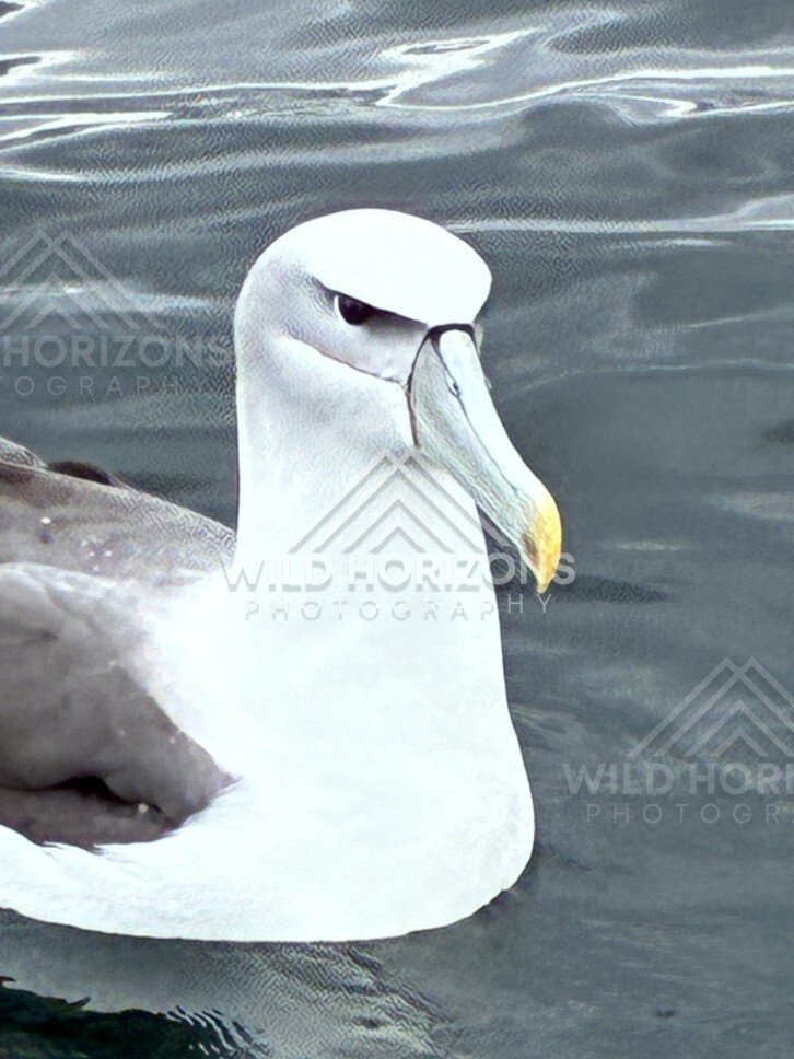 Buller's albatross floating on grey ocean water. Paterson Inlet, New Zealand.