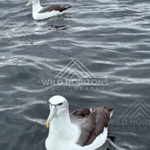 White-capped albatross swimming on ocean surface. Paterson Inlet, New Zealand.