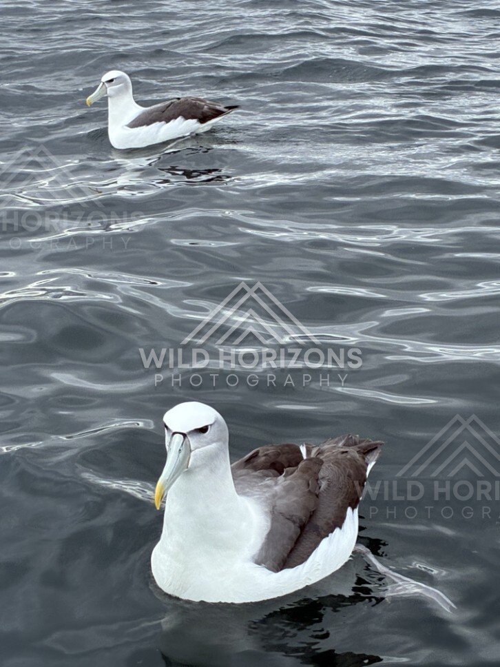 White-capped albatross swimming on ocean surface. Paterson Inlet, New Zealand.