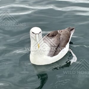 Buller's albatross floating on open water. Paterson Inlet, New Zealand.