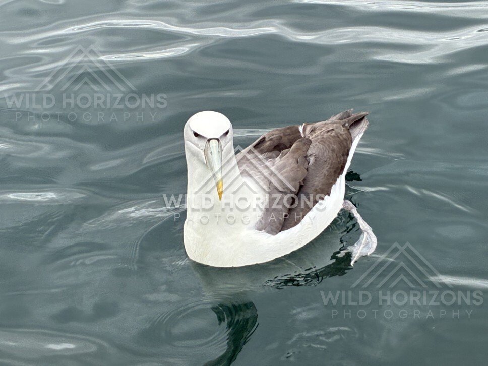 Buller's albatross floating on open water. Paterson Inlet, New Zealand.