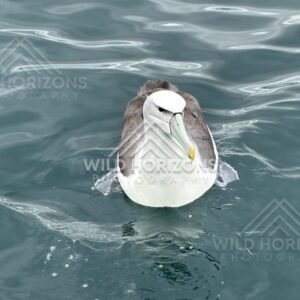 White-capped albatross facing camera on ocean surface. Paterson Inlet, New Zealand.