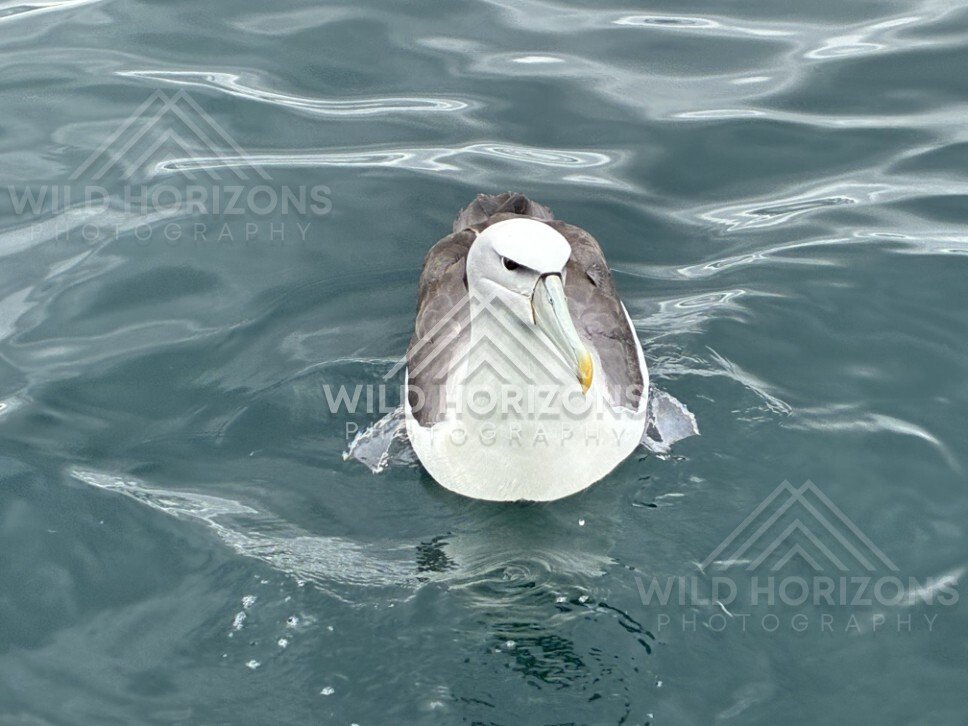 White-capped albatross facing camera on ocean surface. Paterson Inlet, New Zealand.