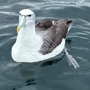 Buller's albatross with partially raised wing. Paterson Inlet, New Zealand.