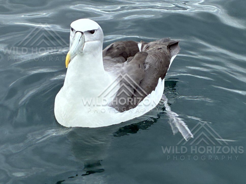 Buller's albatross with partially raised wing. Paterson Inlet, New Zealand.
