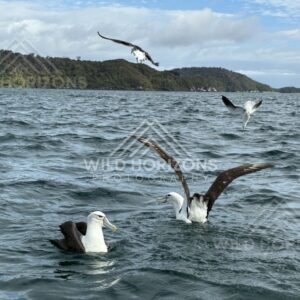 White-capped albatross taking off from ocean surface. Paterson Inlet, New Zealand.